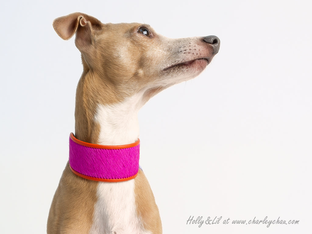 Pink best sale whippet collar